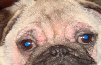 Алопеция, экскориации и пиодермия на голове собаки